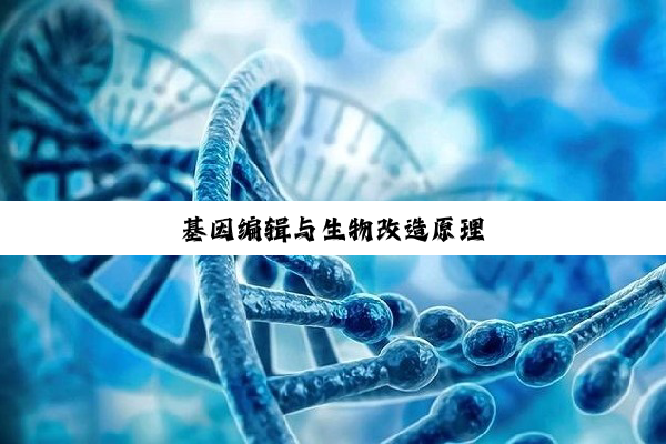 基因编辑与生物改造原理