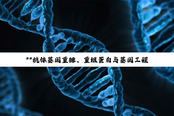 **抗体基因重排、重组蛋白与基因工程抗体的生命科学探索**