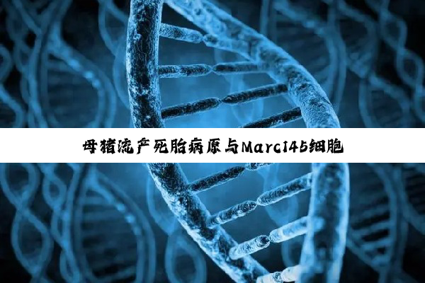 【科普解答】母猪流产死胎病原与Marc145细胞研究：挑战与突破
